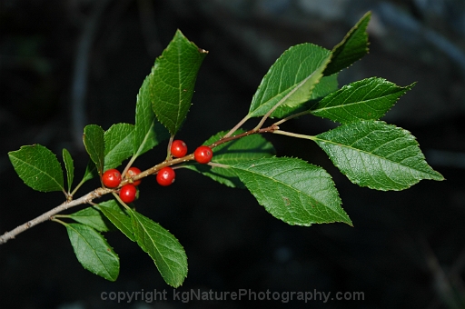 Ilex-verticillata-~-winterberry-holly-~-Michigan-holly-b