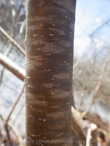 Ilex-verticillata-~-winterberry-holly-~-Michigan-holly-d