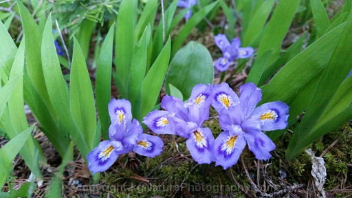 Iris-lacustris-~-dwarf-lake-iris-c