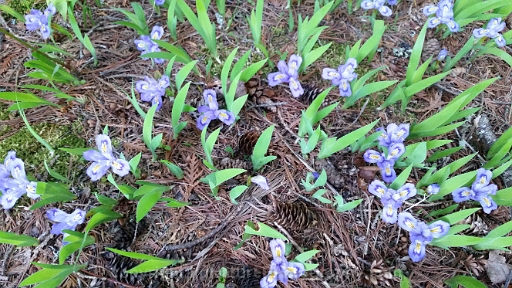 Iris-lacustris-~-dwarf-lake-iris-d