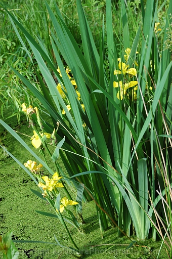 Iris-pseudacorus-~-yellow-flag-iris-b