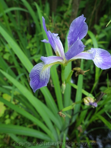 Iris-virginica-~-southern-blue-flag-iris-b