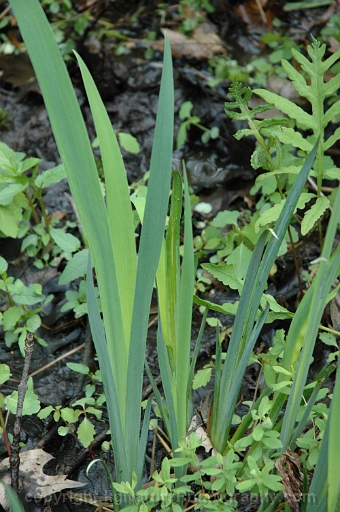 Iris-virginica-~-southern-blue-flag-iris-d