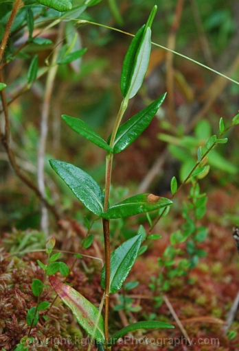 Kalmia-polifolia-~-bog-laurel-b
