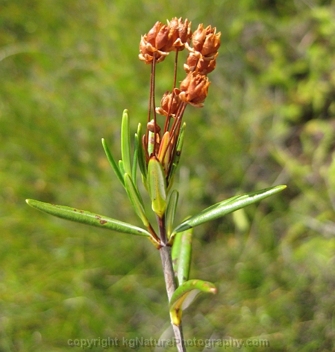 Kalmia-polifolia-~-bog-laurel-e