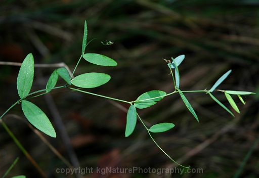 Lathyrus-palustris-~-marsh-pea-c
