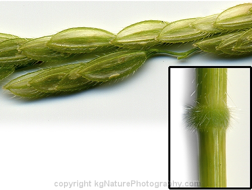 Leersia-oryzoides-~-rice-cut-grass-b
