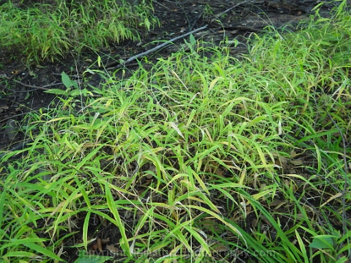Leersia-virginica-~-white-grass-b