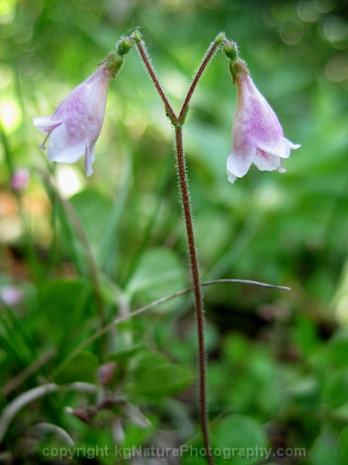 Linnaea-borealis-~-twinflower-b