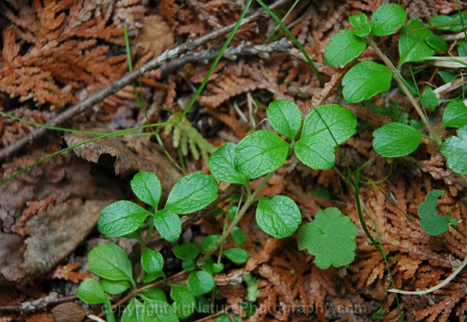 Linnaea-borealis-~-twinflower-c
