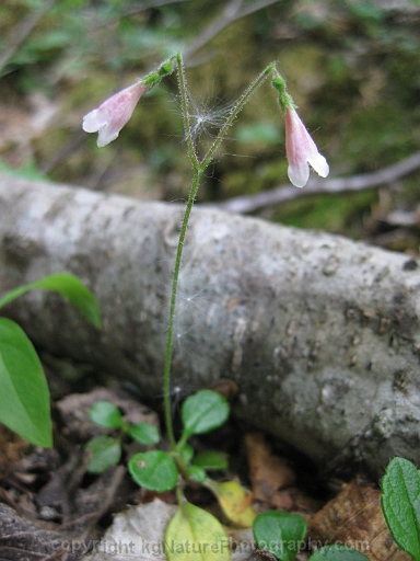 Linnaea-borealis-~-twinflower-d