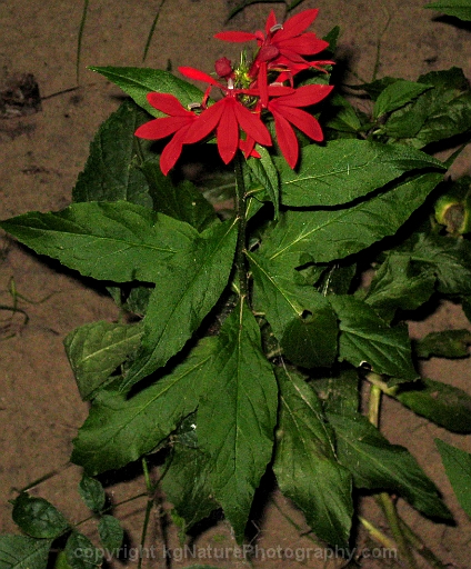 Lobelia-cardinalis-~-cardinal-flower-b