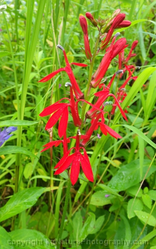 Lobelia-cardinalis-~-cardinal-flower-c