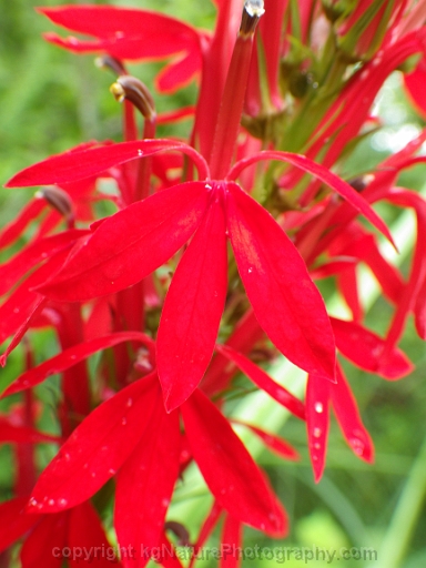 Lobelia-cardinalis-~-cardinal-flower-f