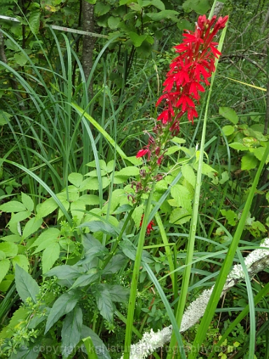 Lobelia-cardinalis-~-cardinal-flower-g