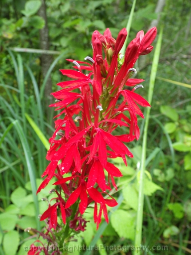 Lobelia-cardinalis-~-cardinal-flower-h