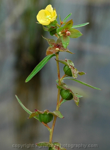 Ludwigia-alternifolia-~-seedbox-b