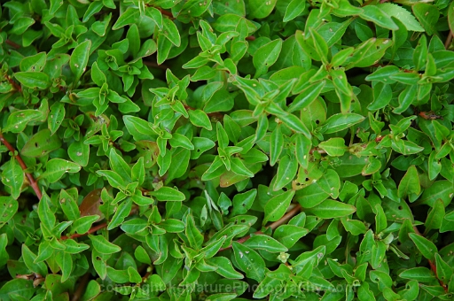 Ludwigia-palustris-~-water-purslane-b