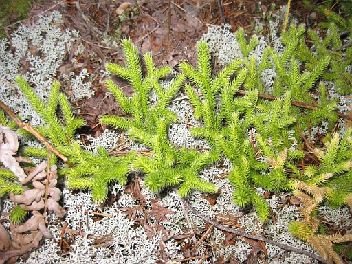 Lycopodium-clavatum-~-running-ground-pine-b
