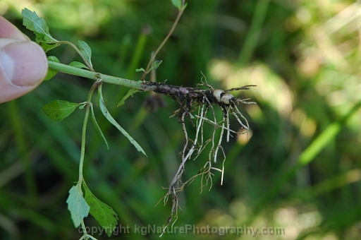 Lycopus-uniflorus-~-northern-bugle-weed-b