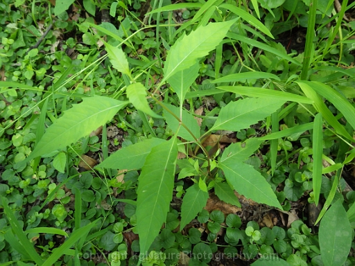 Lycopus-uniflorus-~-northern-bugle-weed-c