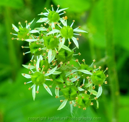 Micranthes-pensylvanica-~swamp-saxifrage-b