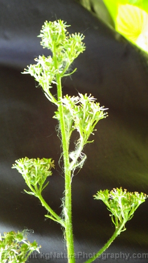Micranthes-pensylvanica-~swamp-saxifrage-c