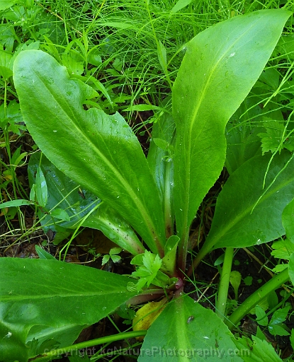 Micranthes-pensylvanica-~swamp-saxifrage-d