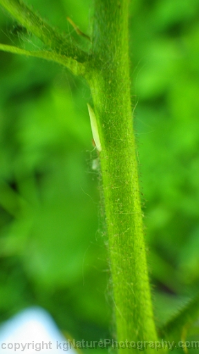Micranthes-pensylvanica-~swamp-saxifrage-e