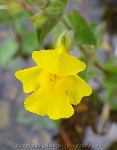 Mimulus-michiganensis-~-Michigan-monkey-flower-b