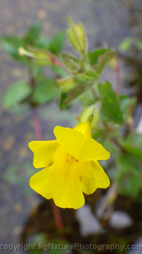 Mimulus-michiganensis-~-Michigan-monkey-flower-g
