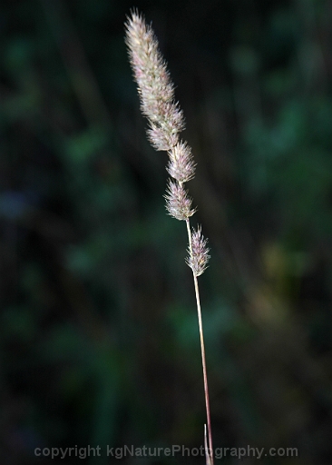Muhlenbergia-glomerata-~-marsh-wild-timothy-b