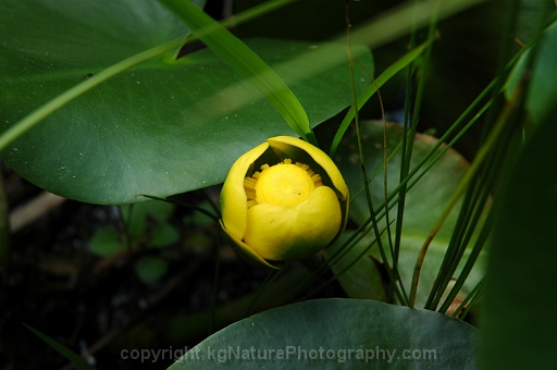 Nuphar-~-lutea-ssp-advena-~-southern-yellow-pond-lily-b