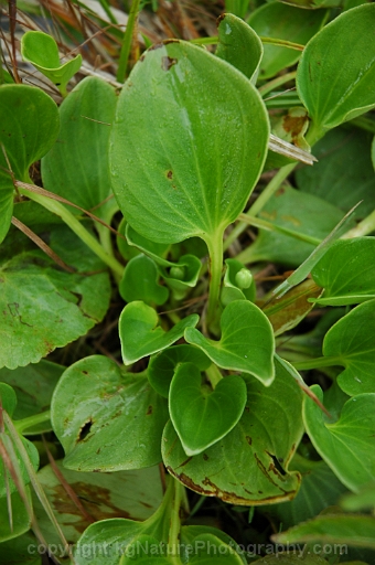 Parnassia-glauca-~-fen-grass-of-Parnassus-b