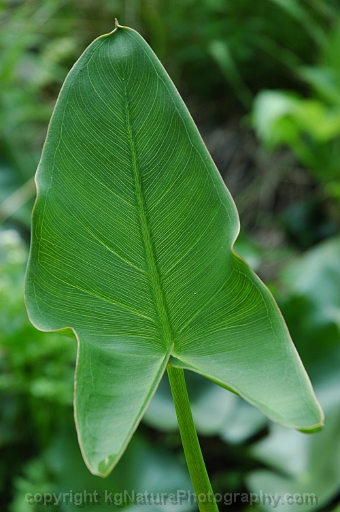 Peltandra-virginica-~-green-arrow-arum-b