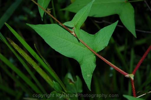 Persicaria-arifolia-~-halberd-leaf-tearthumb-b