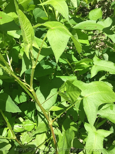 Persicaria-arifolia-~-halberd-leaf-tearthumb-d