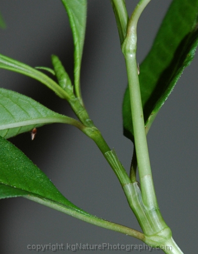 Persicaria-lapathifolia-~-nodding-smartweed-b