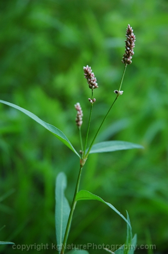 Persicaria-maculosa-~-spotted-ladys-thumb-b