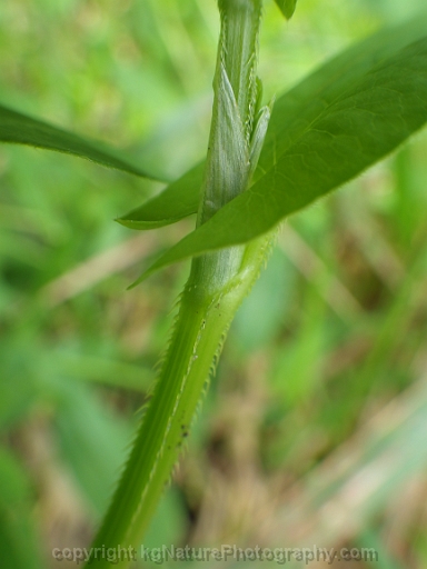 Persicaria-sagittata-~-arrow-leaved-tearthumb-b