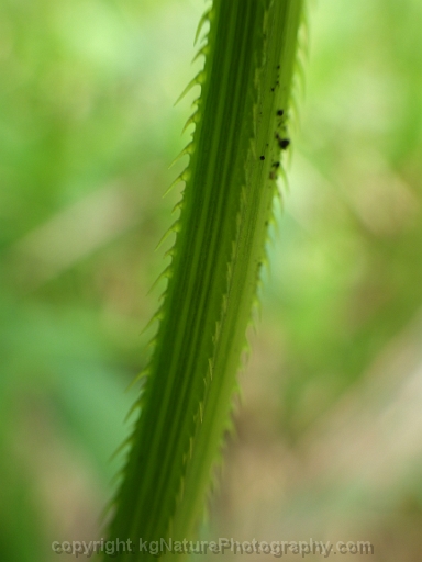 Persicaria-sagittata-~-arrow-leaved-tearthumb-c
