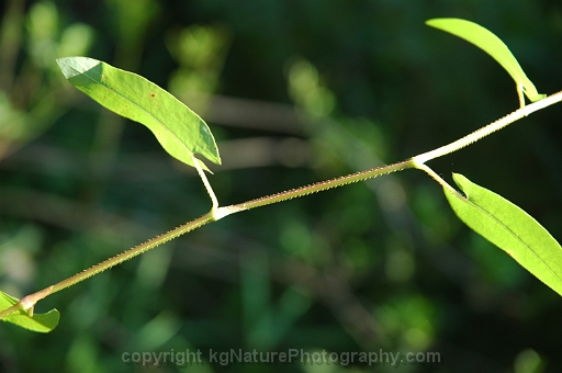 Persicaria-sagittata-~-arrow-leaved-tearthumb-d