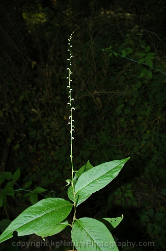 Persicaria-virginiana-~-jumpseed-b