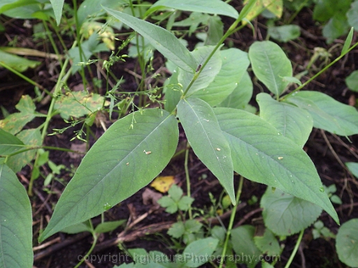 Persicaria-virginiana-~-jumpseed-c