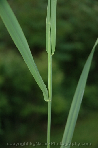 Phalaris-arundinacea-~-reed-canary-grass-b
