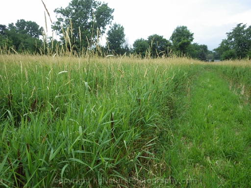 Phalaris-arundinacea-~-reed-canary-grass-c