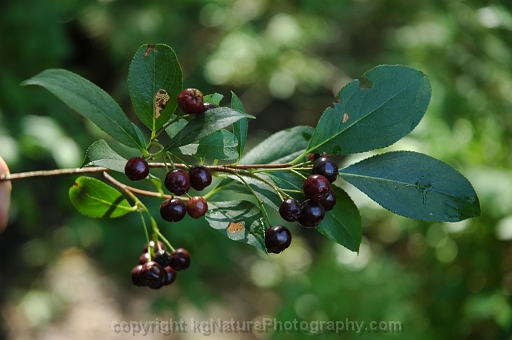 Photinia-melanocarpa-~-Aronia-melanocarpa-~-black-chokeberry-b