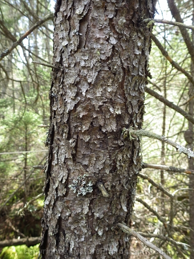 Picea-mariana-~-black-spruce-b