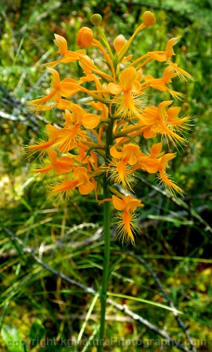 Platanthera-ciliaris-~-orange-fringed-orchid-b