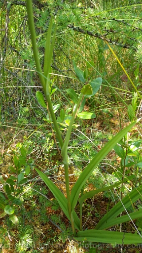 Platanthera-ciliaris-~-orange-fringed-orchid-c